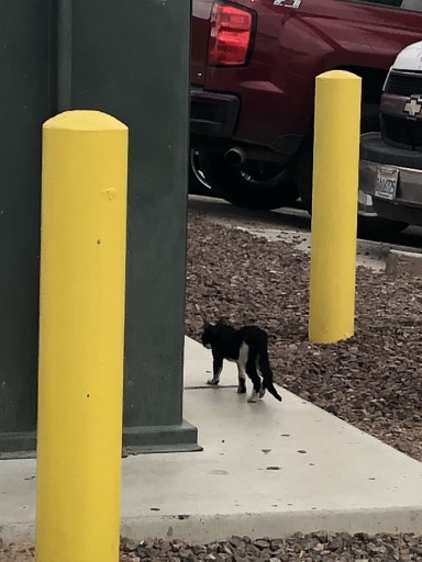 funny stray cat. (Anaheim, CA; Sep 17, 2021)